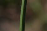 Yellow nutsedge <BR>Chufa